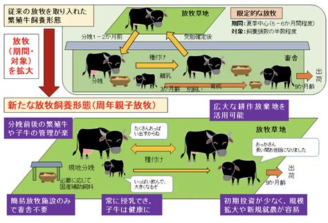 牛 習性|家畜の行動的特徴と